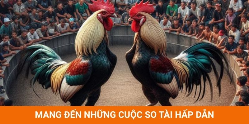 Đá Gà Trực Tiếp Thomo mang đến những cuộc so tài hấp dẫn