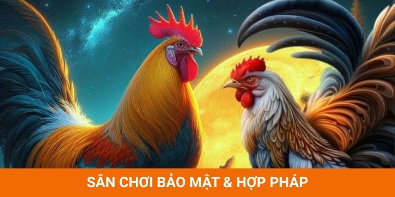 Đá Gà Trực Tiếp - sân chơi bảo mật & hợp pháp hàng đầu dành cho hội viên